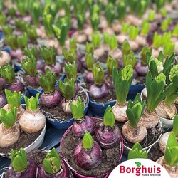 Gartenpflanzen