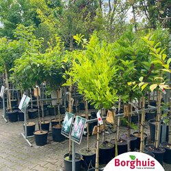 Gartenpflanzen