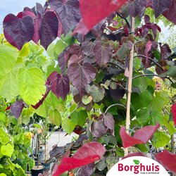 Gartenpflanzen