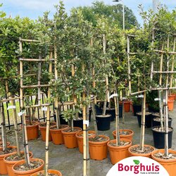 Gartenpflanzen