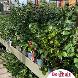 Gartenpflanzen