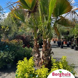 Gartenpflanzen