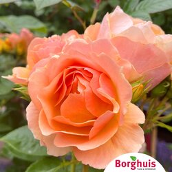 Gartenpflanzen