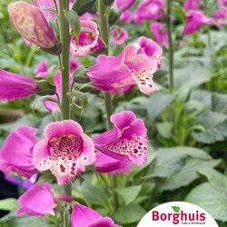 Gartenpflanzen