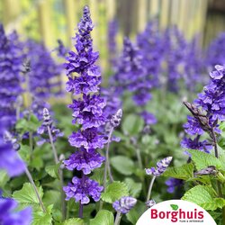 Gartenpflanzen