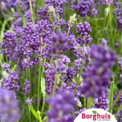 Gartenpflanzen