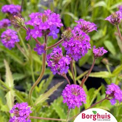 Gartenpflanzen
