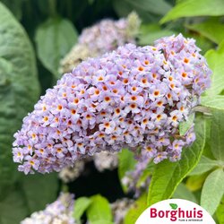Gartenpflanzen