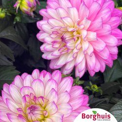 Gartenpflanzen