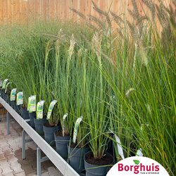 Gartenpflanzen