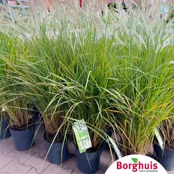 Gartenpflanzen