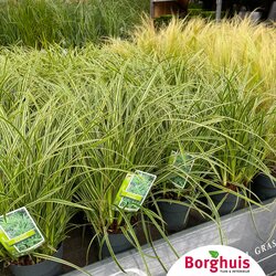 Gartenpflanzen