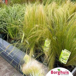 Gartenpflanzen