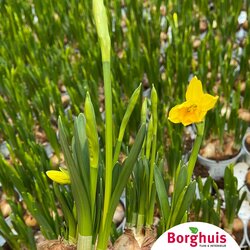 Gartenpflanzen