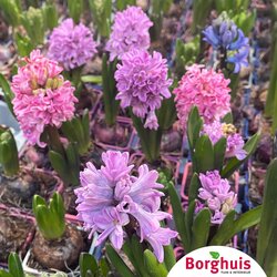 Gartenpflanzen
